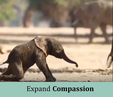 Expand Compassion